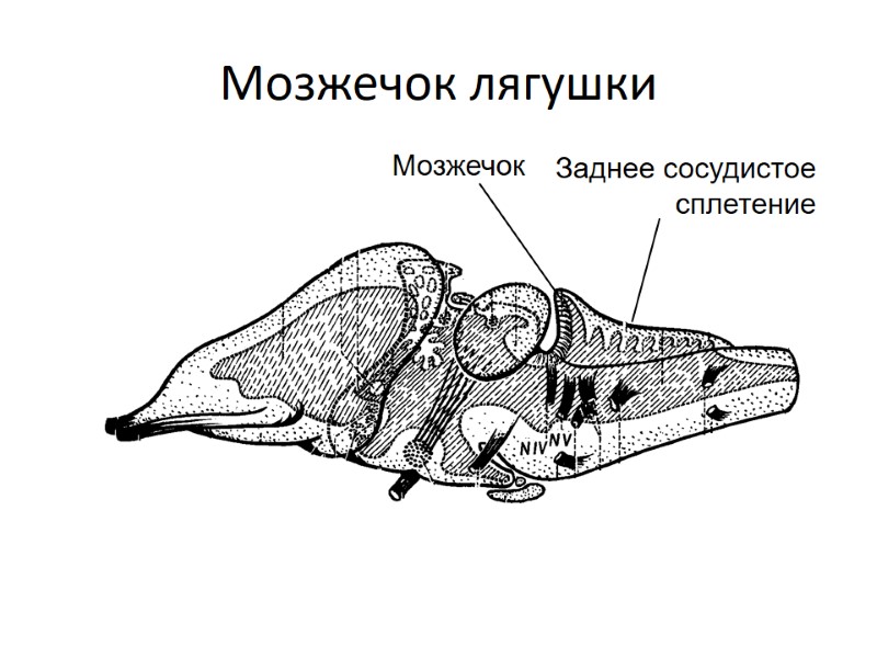 Мозжечок лягушки Мозжечок Заднее сосудистое сплетение
